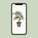 Mini Alocasia Sort Fløjl