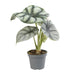 Mini Alocasia Sort Fløjl