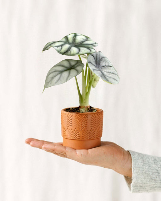 Mini Alocasia Silver Dragon