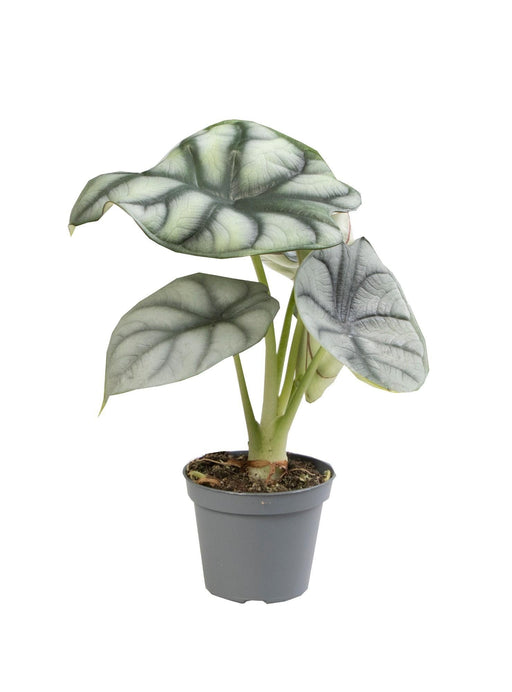 Mini Alocasia Silver Dragon