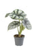 Mini Alocasia Silver Dragon