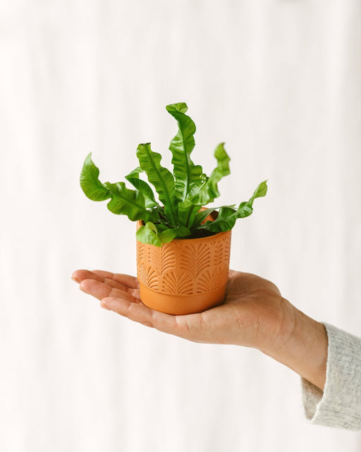 Mini Asplenium Crispy