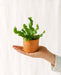 Mini Asplenium Crispy