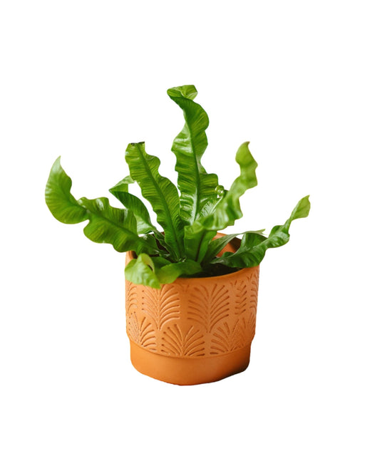 Mini Asplenium Crispy
