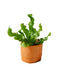 Mini Asplenium Crispy