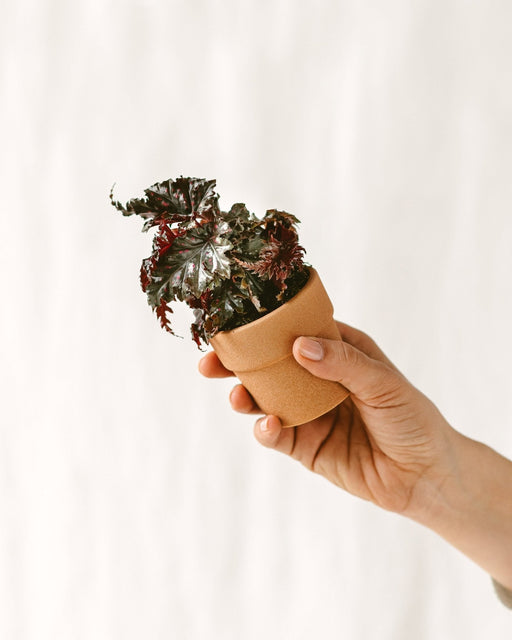 Mini Begonia Polka Dot Pink