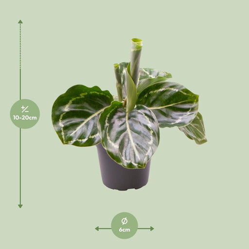 Mini Calathea Roseopicta Grøn