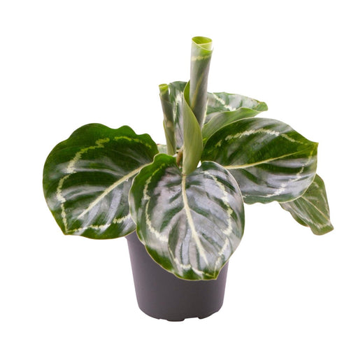 Mini Calathea Roseopicta Grøn