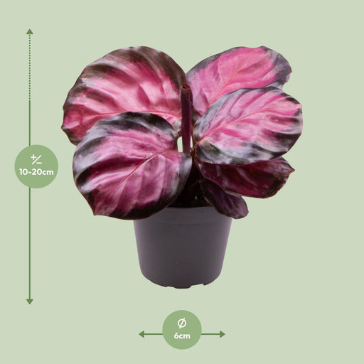 Mini Calathea Roseopicta Rosey