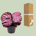 Mini Calathea Roseopicta Rosey
