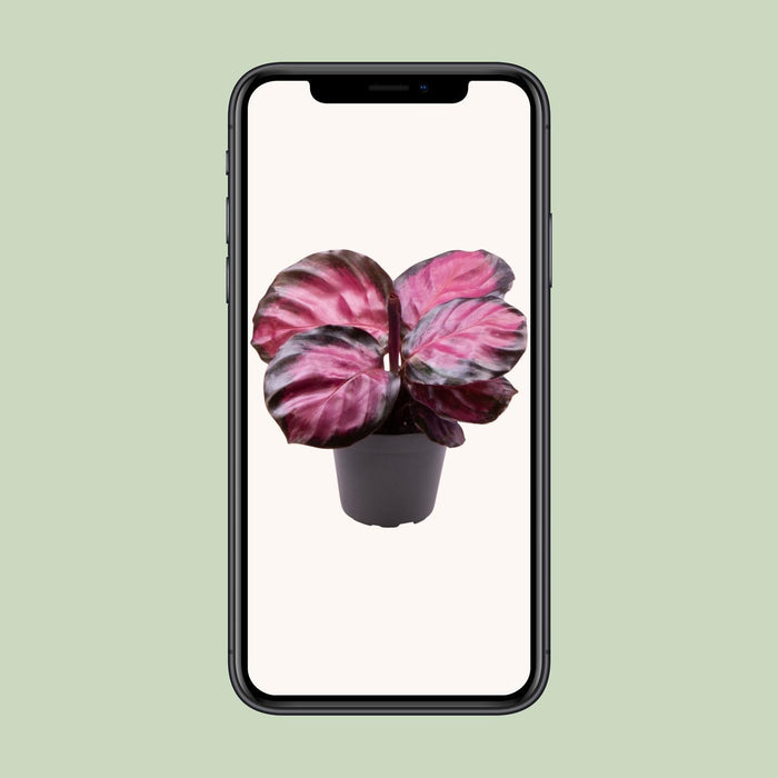 Mini Calathea Roseopicta Rosey