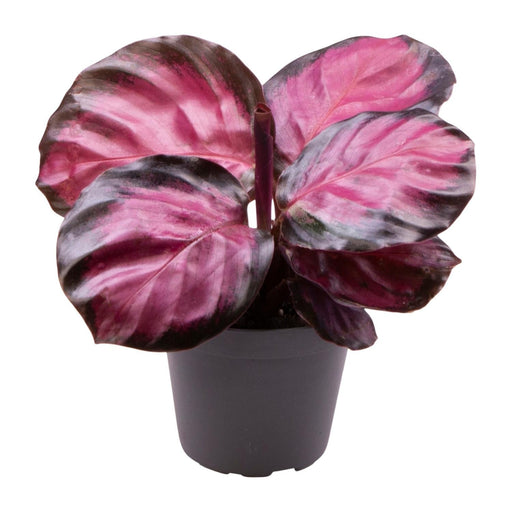 Mini Calathea Roseopicta Rosey