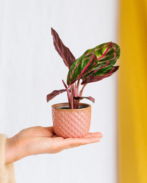 Mini Calathea Roseopicta Dottie