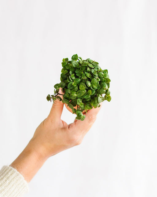 Mini Callisia Repens Grøn