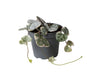 Mini Ceropegia Variegata