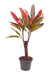 Mini Codiaeum