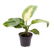 Mini Dieffenbachia Maculata Camilla
