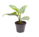 Mini Dieffenbachia Maculata Compacta