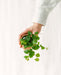 Mini Ficus Pumila