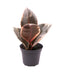 Mini Ficus Tineke