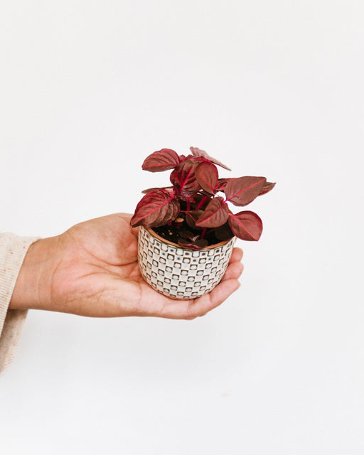 Mini Iresine Rød