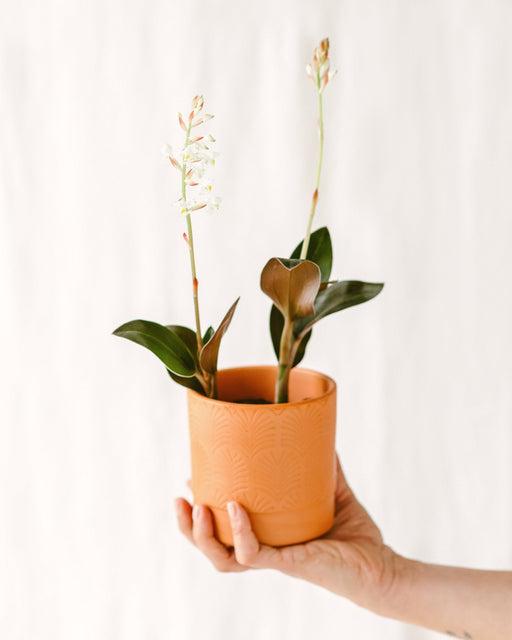 Mini Ludisia Discolor