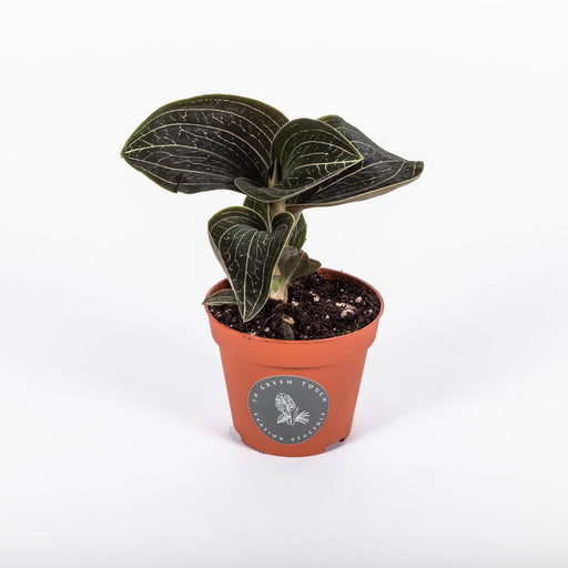 Mini Ludisia Discolor