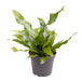 Mini Microsorum