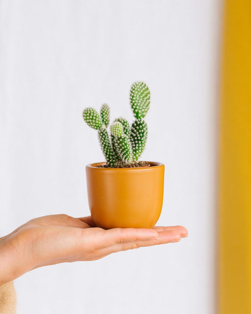 Mini Opuntia