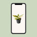 Mini Philodendron Ring Of Fire