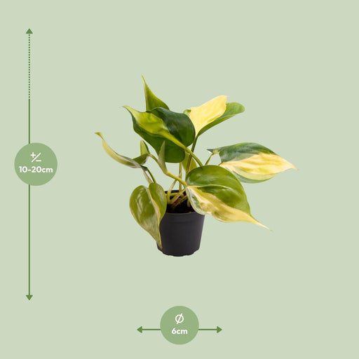 Mini Philodendron Scandens Brasil