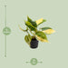 Mini Philodendron Scandens Brasil