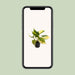 Mini Philodendron Scandens Brasil