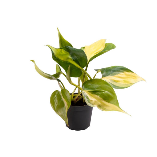 Mini Philodendron Scandens Brasil