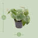 Mini Philodendron Scandens Pictus