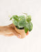 Mini Philodendron Scandens Pictus