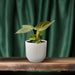Mini Philodendron Verrucosum
