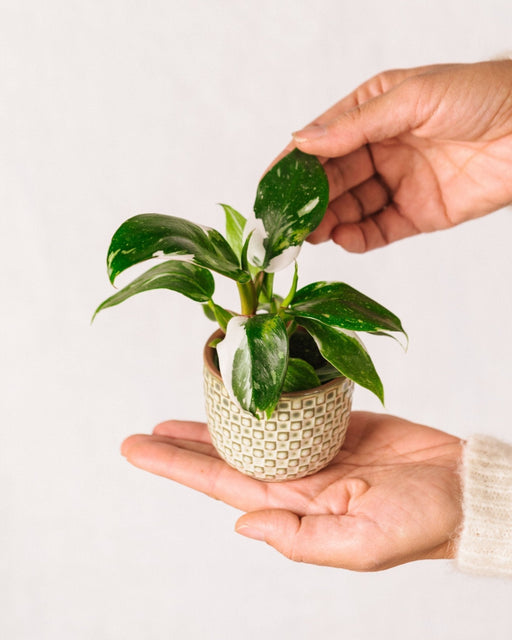 Mini Philodendron White Princess