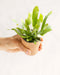 Mini Phlebodium Star