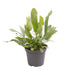 Mini Phlebodium Star