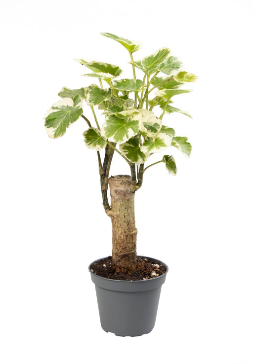 Mini Polyscias Balfouriana