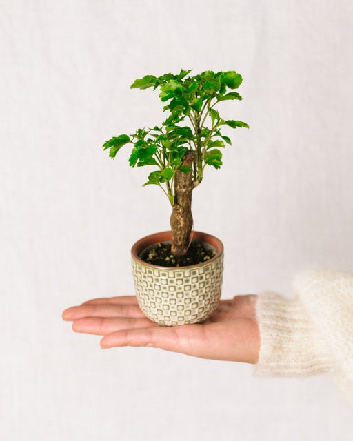 Mini Polyscias