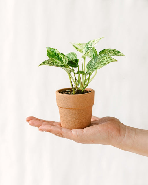 Mini Pothos Marmor Queen