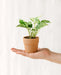 Mini Pothos Marmor Queen