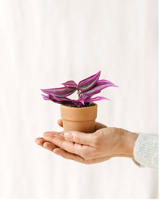 Mini Tradescantia Pink Paradise