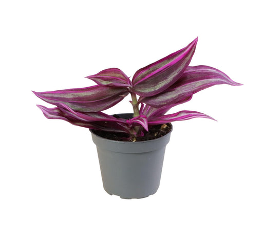 Mini Tradescantia Pink Paradise