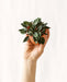 Mini Peperomia Rosso