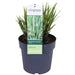 Miscanthus Sinensis '' - ↨60Cm - Ø23 - Udendørs Græsplante