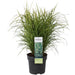 Miscanthus Sinensis '' - ↨60Cm - Ø23 - Udendørs Græsplante