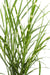 Miscanthus Sinensis '' - ↨60Cm - Ø23 - Udendørs Græsplante